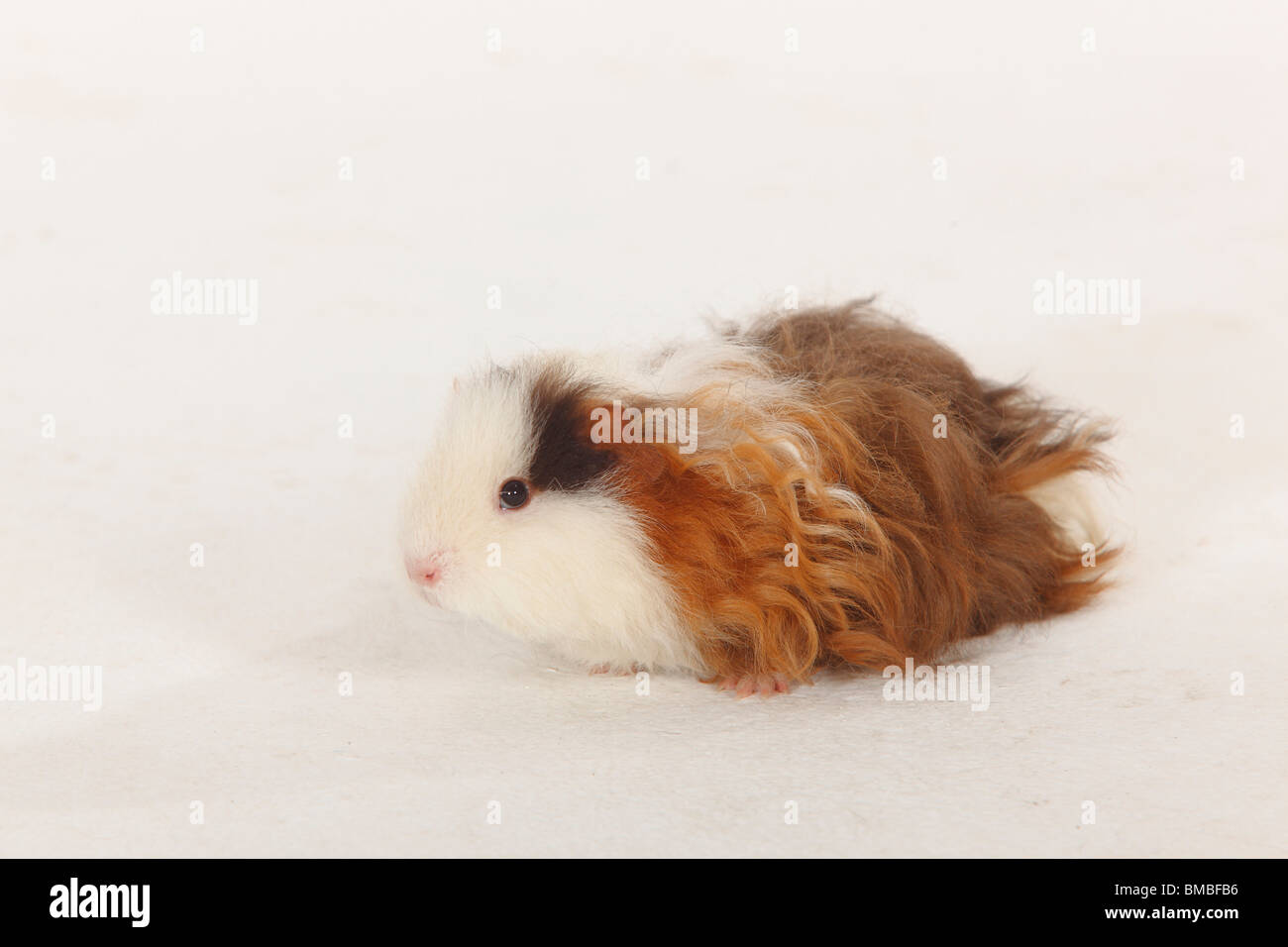 Texel-Guinea Pig, Schoko-rot-weiß Stockfoto