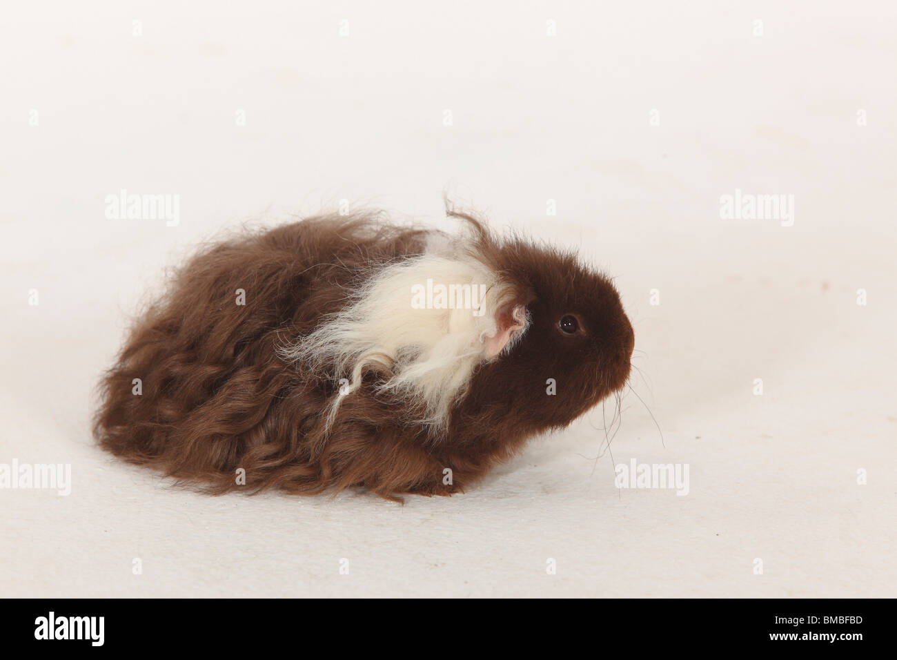 Texel-Guinea Pig, Schoko-weiß Stockfoto