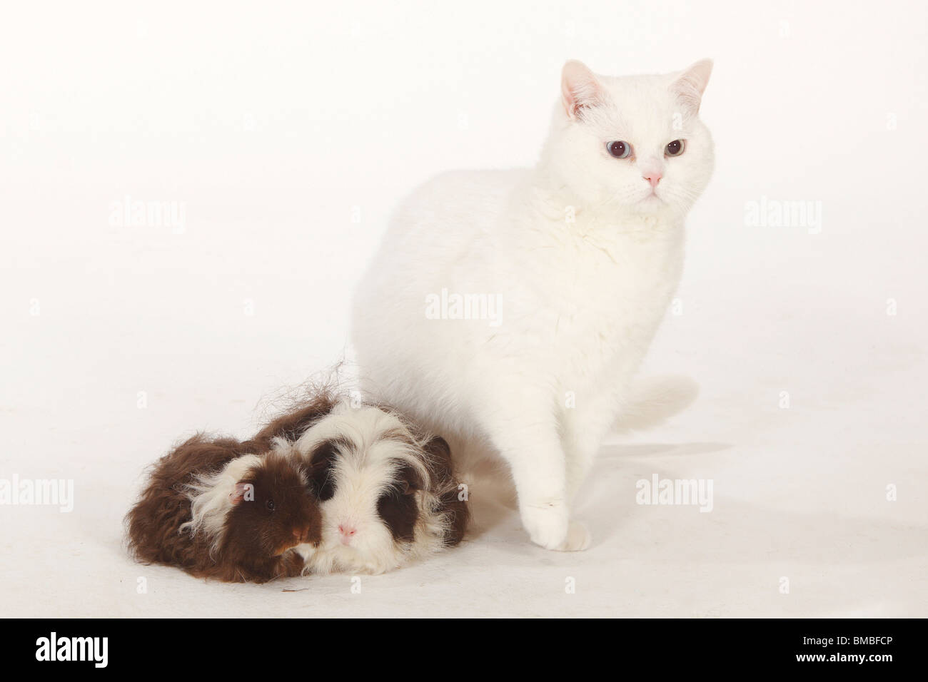 British Kurzhaar Katze Kater Weiß Blauen Augen Und Texel