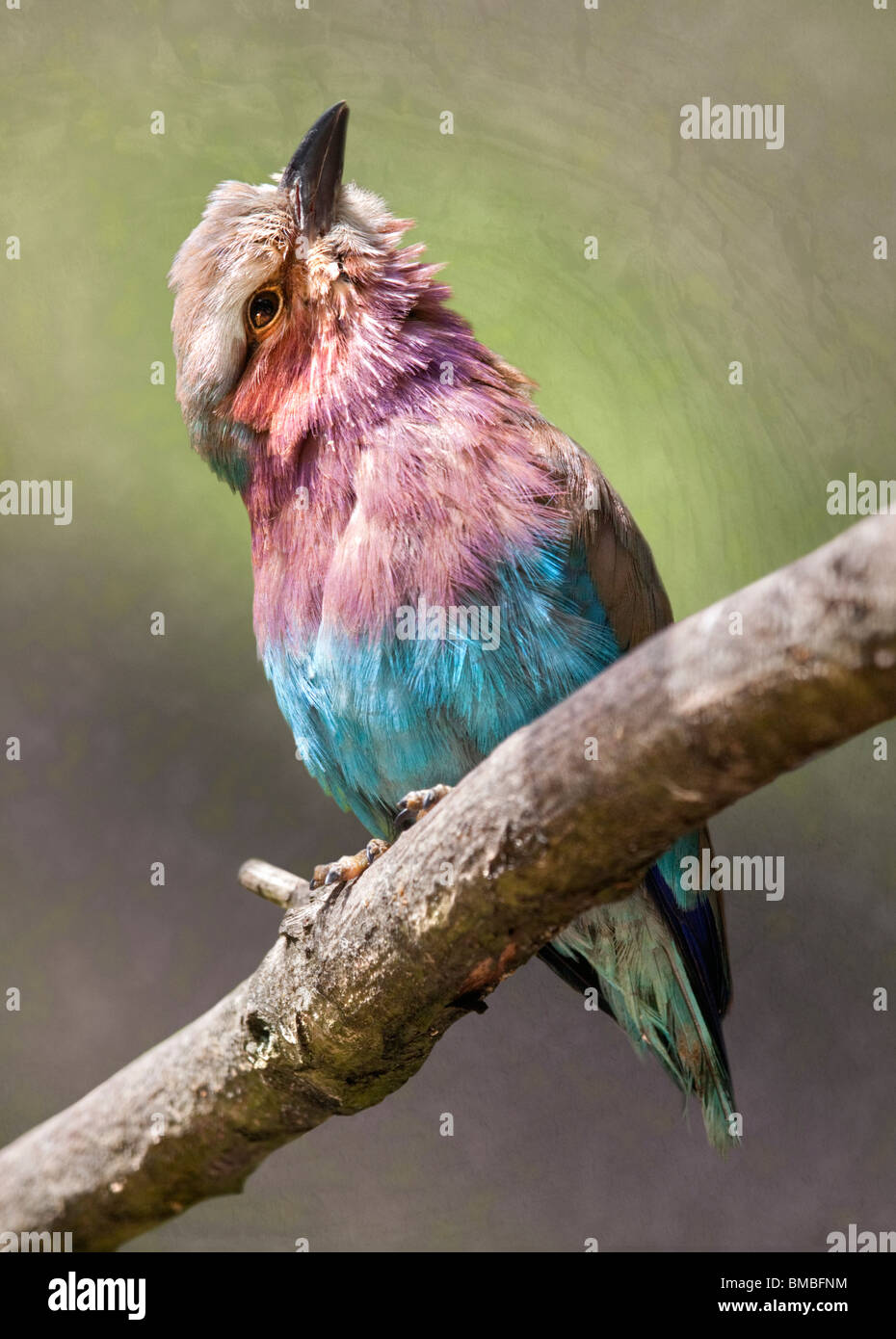 Lilac Breasted Roller (Coracias Caudatus) Stockfoto
