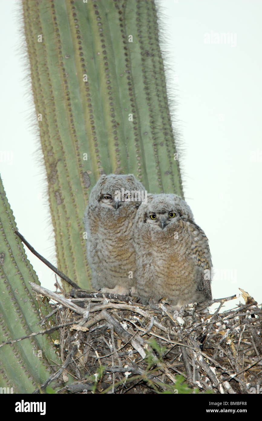 Große gehörnte Eule Bubo Jungvögel im Nest im Saguaro Kaktus. Stockfoto