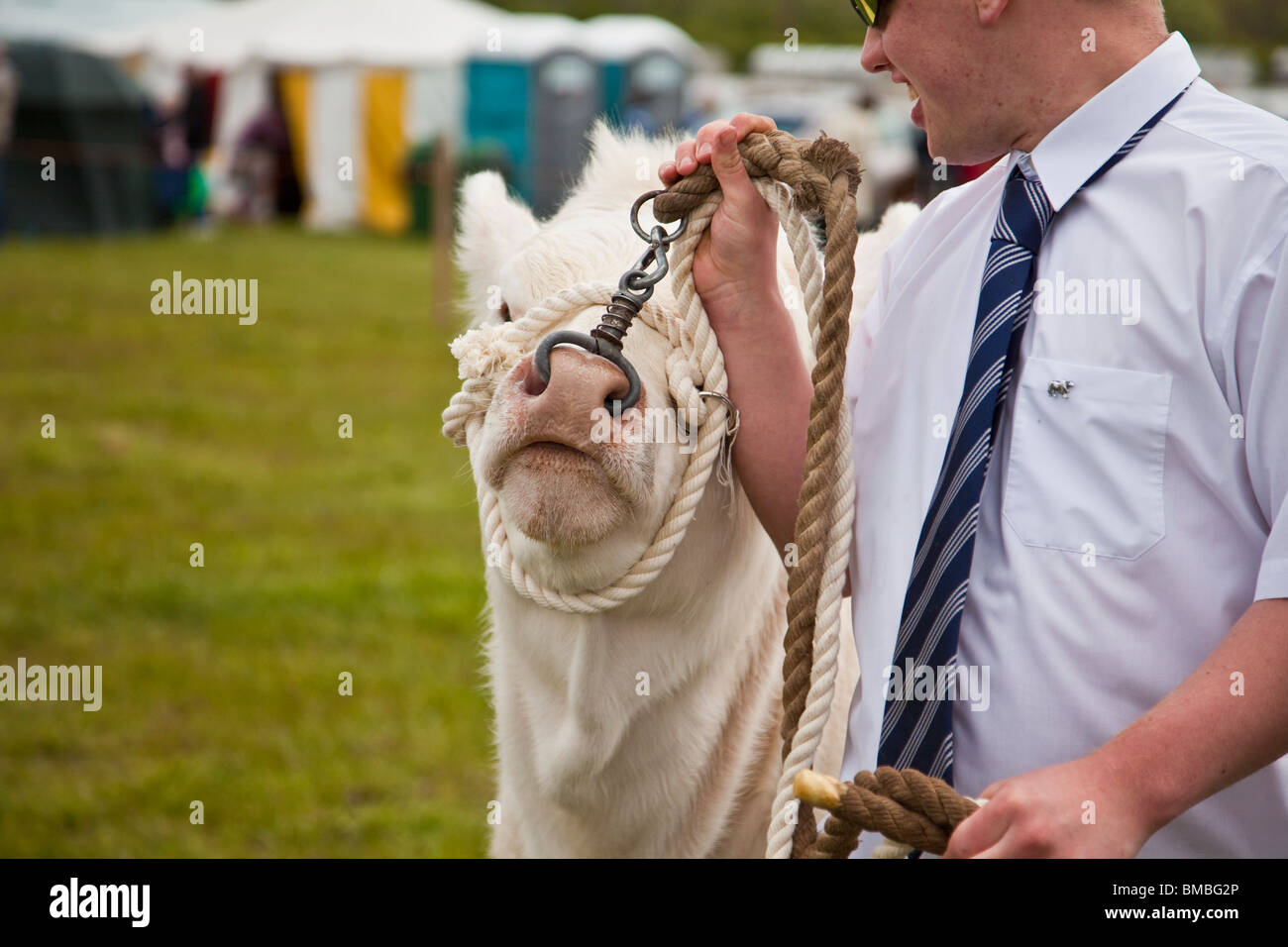 Junge Landwirt mit Charolais Kalb led bei einem landwirtschaftlichen zeigen wird. Stockfoto