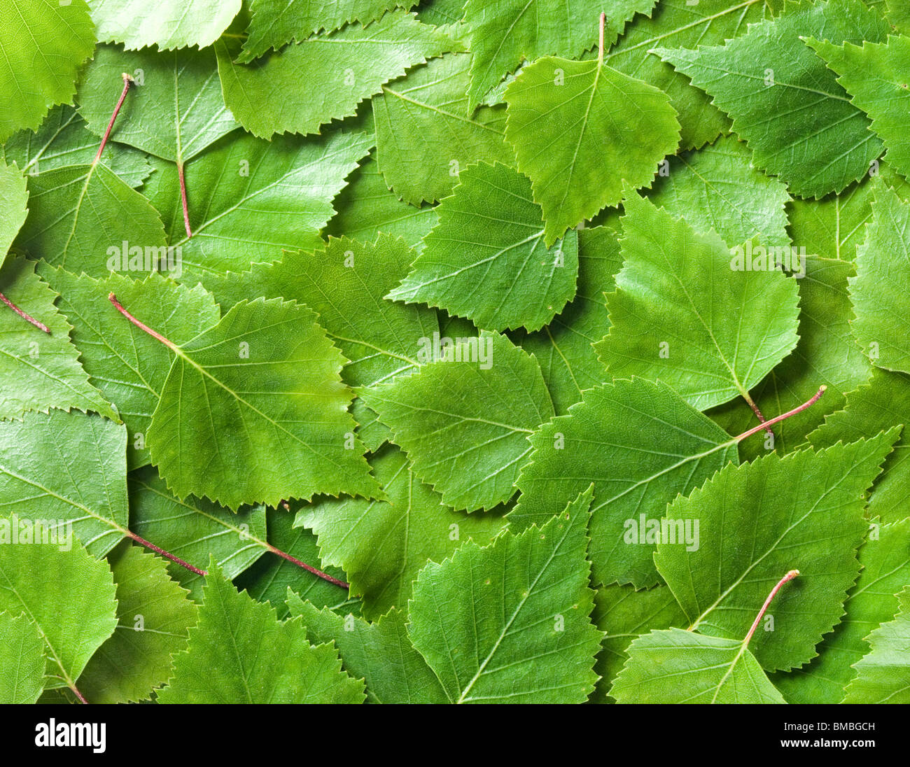 Blätter der Birke, Betula Pendel Stockfoto
