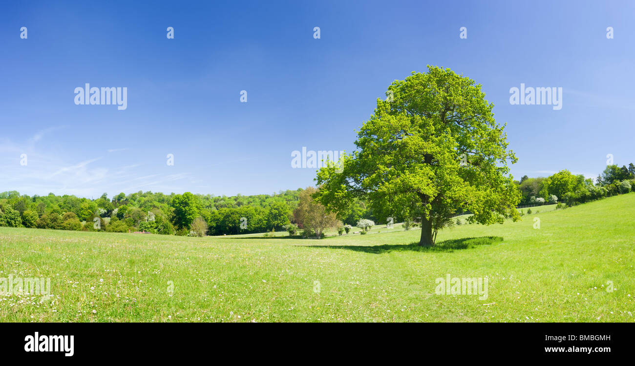 Eiche Baum im Feld, gemeinsame Ranmore, Surrey, UK Stockfoto