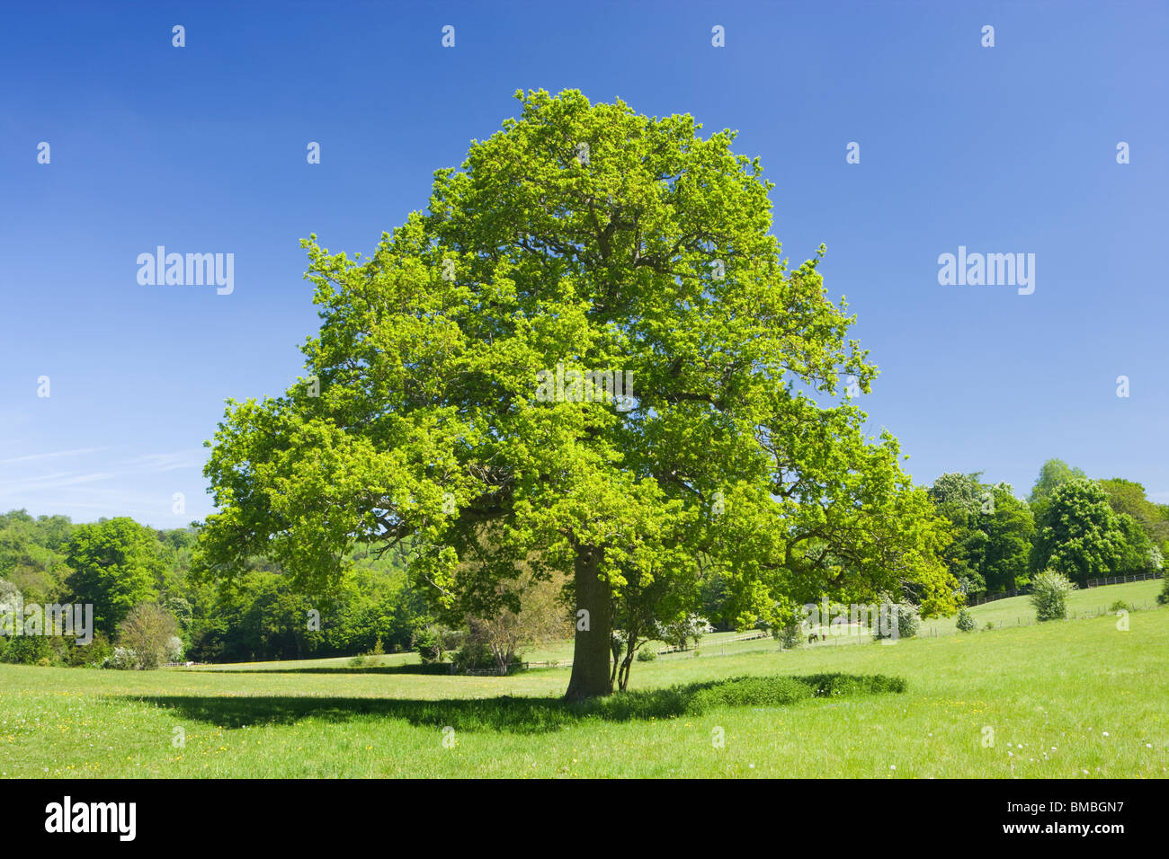 Eiche Baum im Feld, gemeinsame Ranmore, Surrey, UK Stockfoto