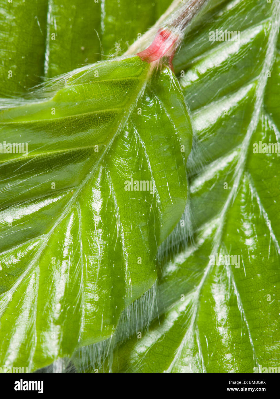 Blätter der Buche, Fagus Sylvatica, im Frühjahr Stockfoto