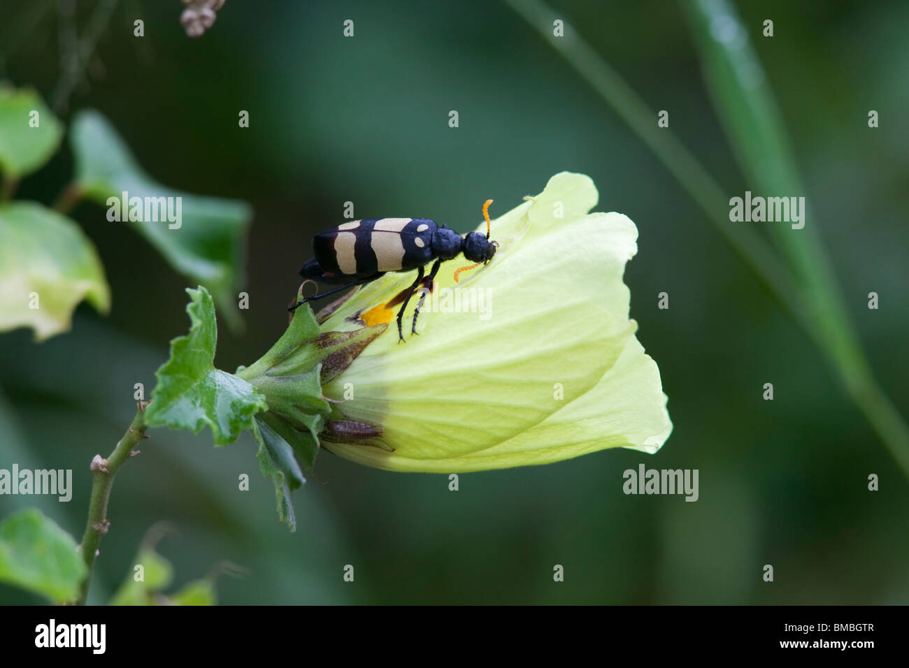 CMR Blister Beetle, Mylabris Oculata, Swasiland Stockfoto