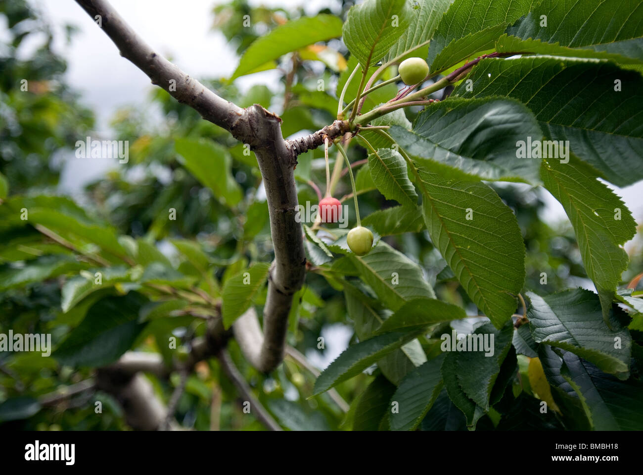 Kirschen am Baum Reifen. Stockfoto