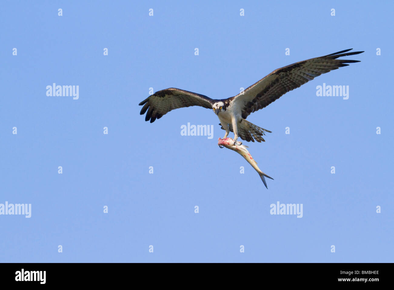 Fischadler (Pandion Haliaetus) fliegen mit einem gefangenen Fisch. Stockfoto