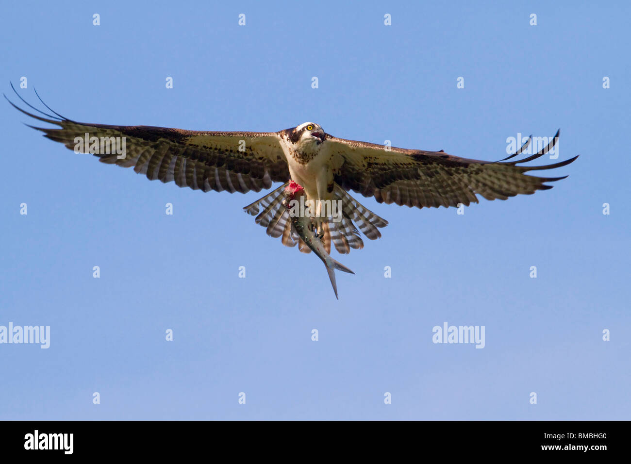 Osprey (Pandion haliaetus) mit einem gefangenen Fisch, Destin, Florida, USA Stockfoto