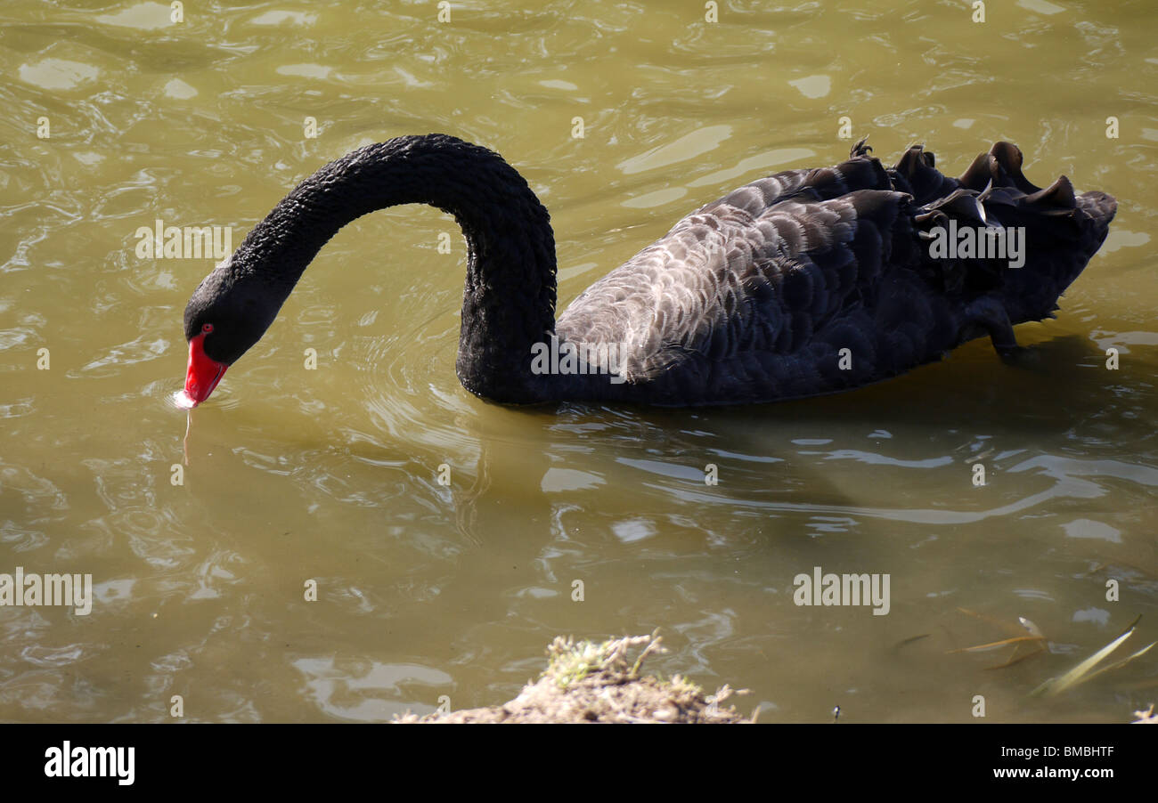 Black Swan in einem See Stockfoto