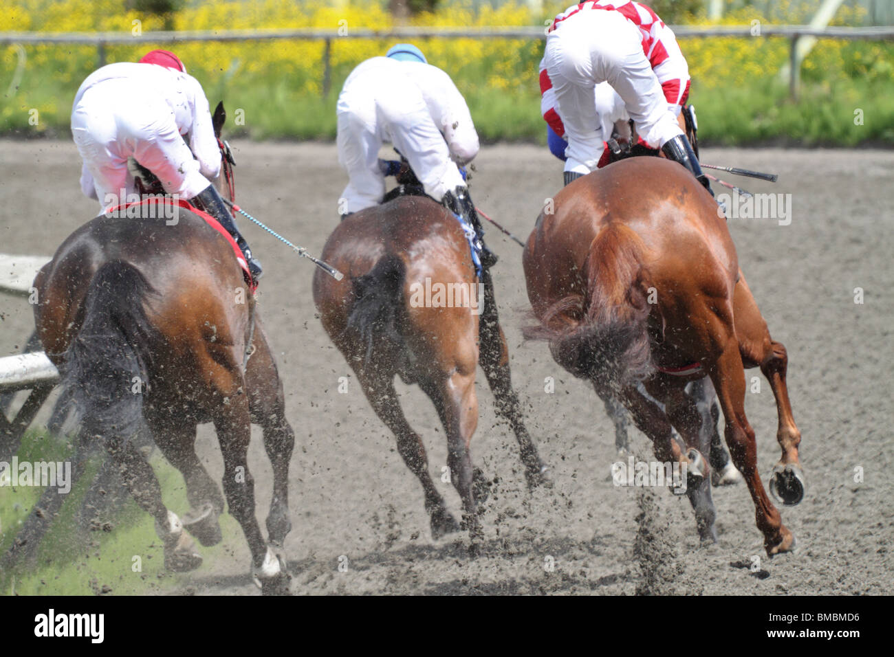 Die Rückseite von Rennpferden und ihren Jockeys drehen der ersten Biegung am Renntag Stockfoto