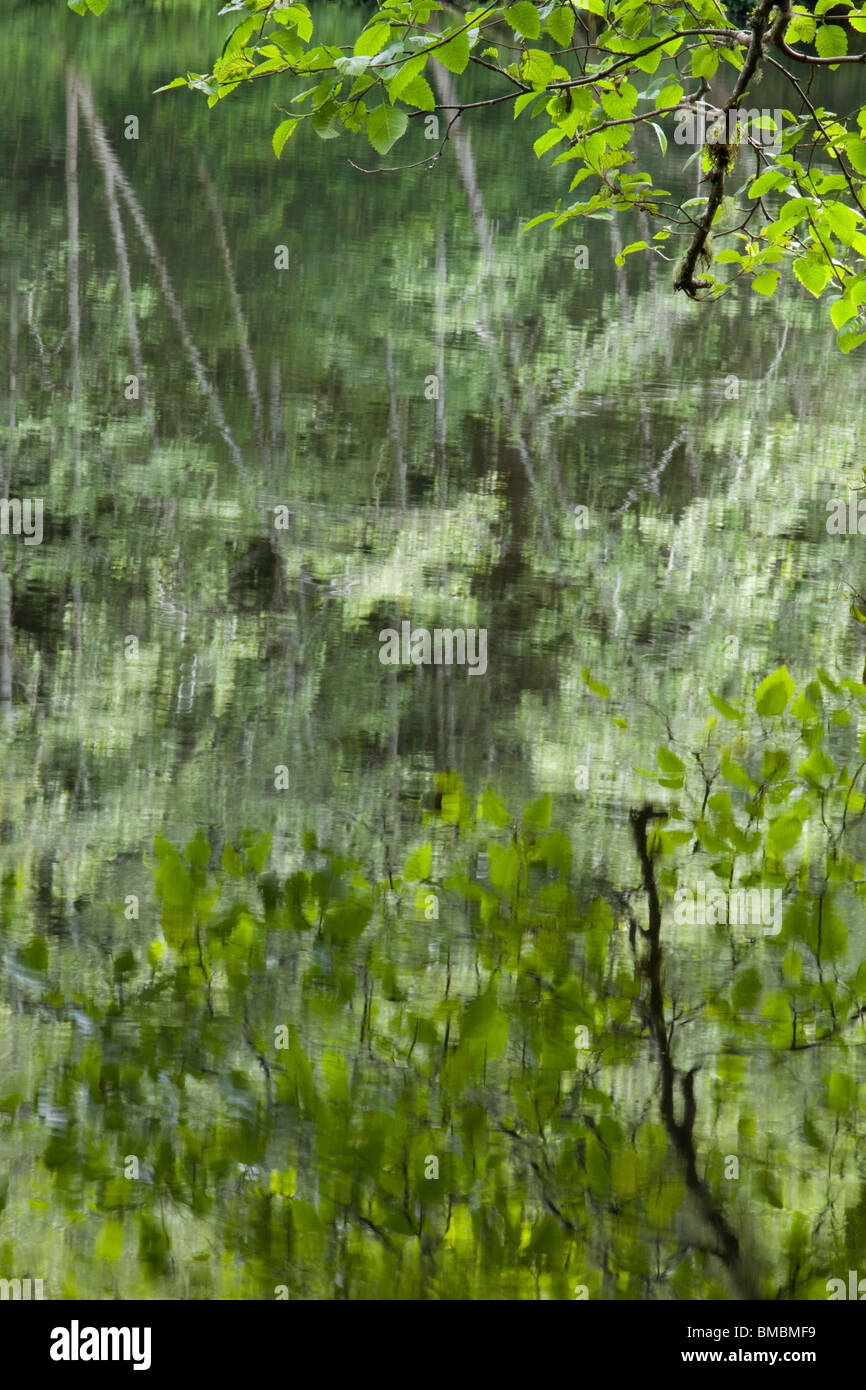 Grünes Laub Reflexionen in einem Teich Stockfoto