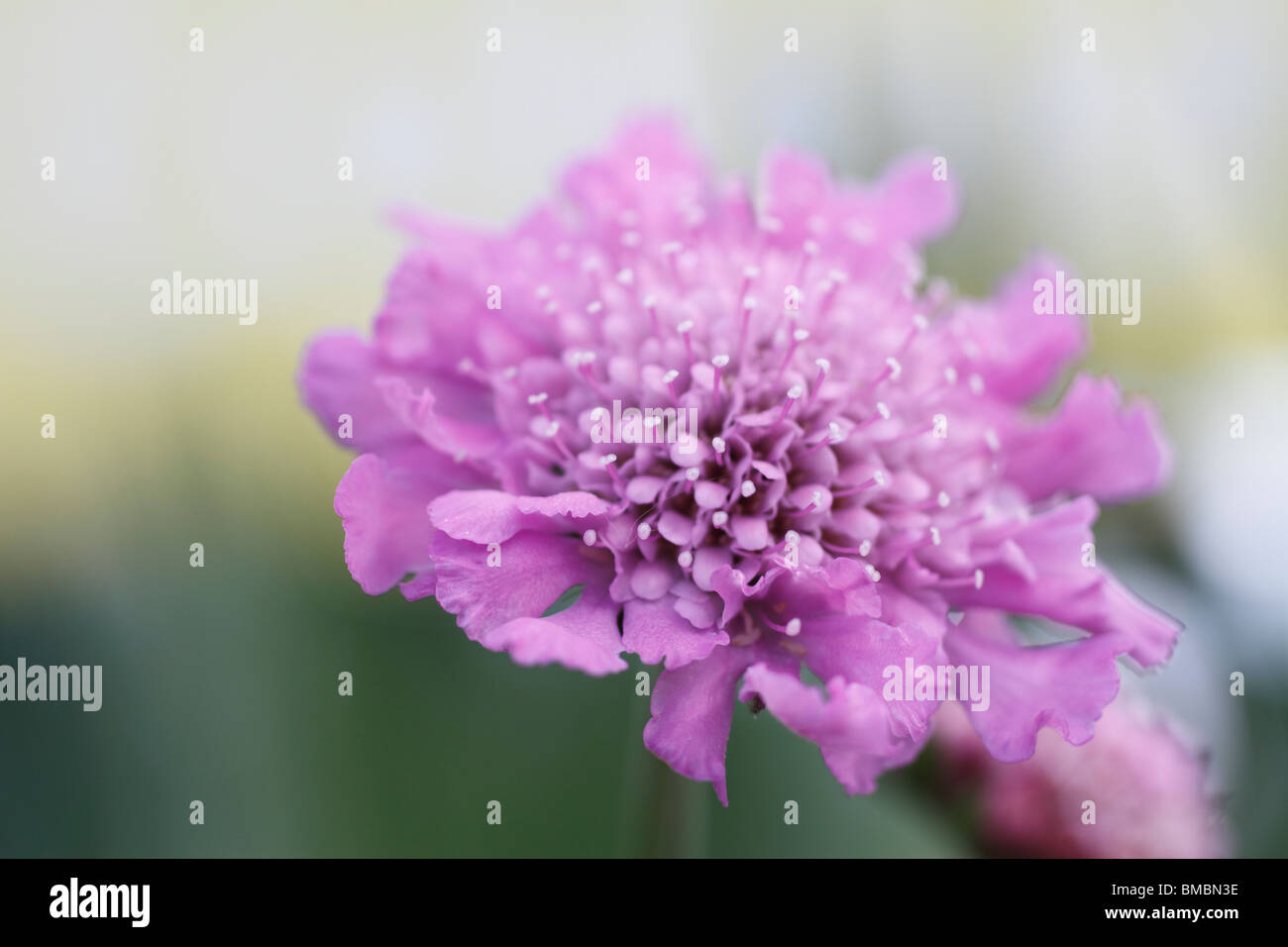 Mehrjährige pflanzen mit kleinen rosa blüten Fotos und Bildmaterial