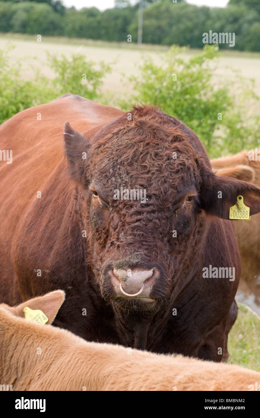 Lincoln-Red bull Stockfoto