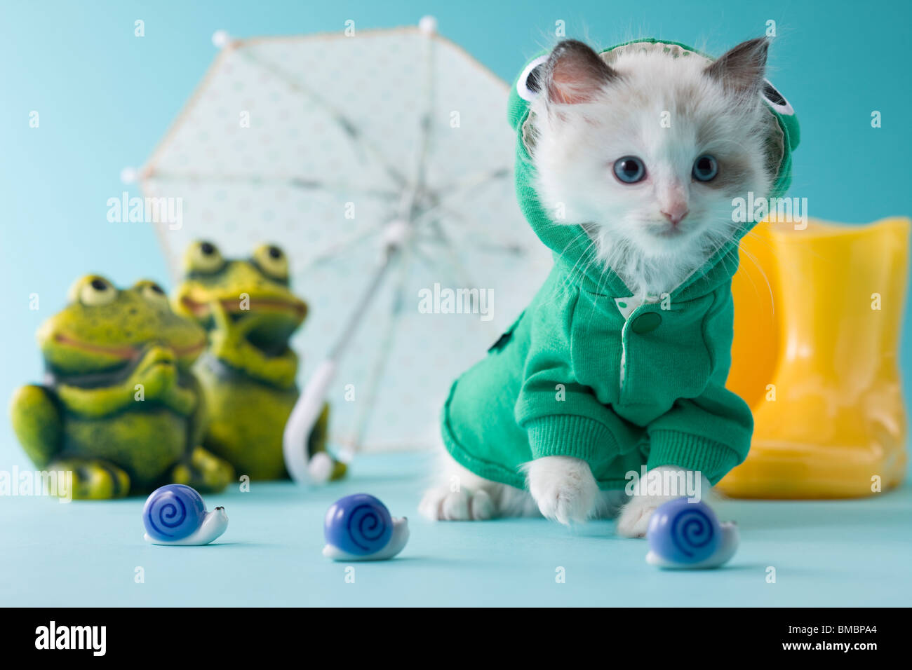 Rag Doll Kätzchen und Regenzeit Stockfoto