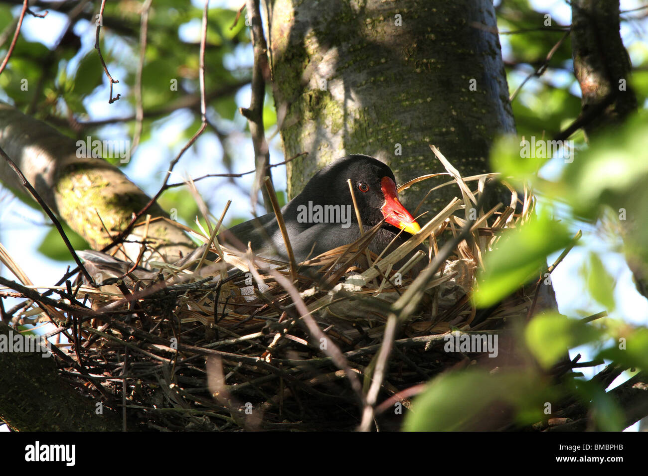 Teichhuhn nisten im Baum. Stockfoto