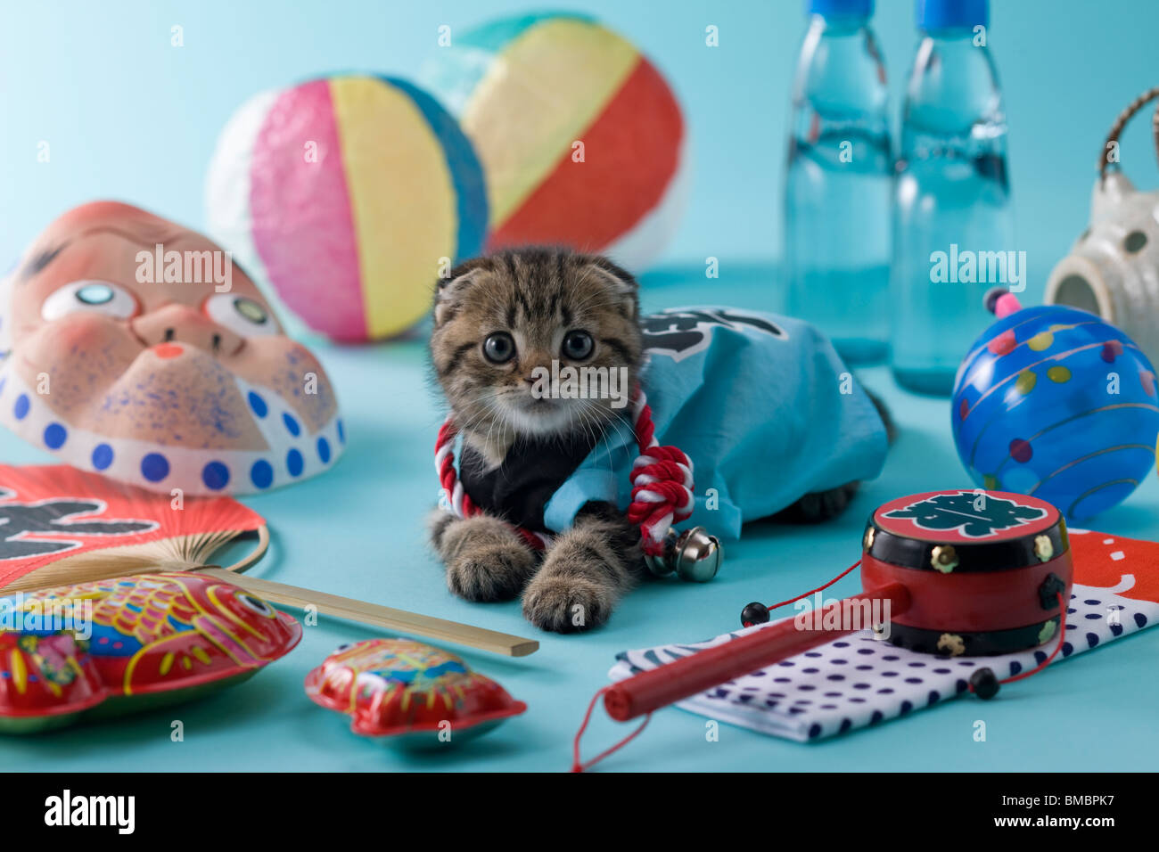 Scottish Fold Kätzchen und Sommerfest Stockfoto