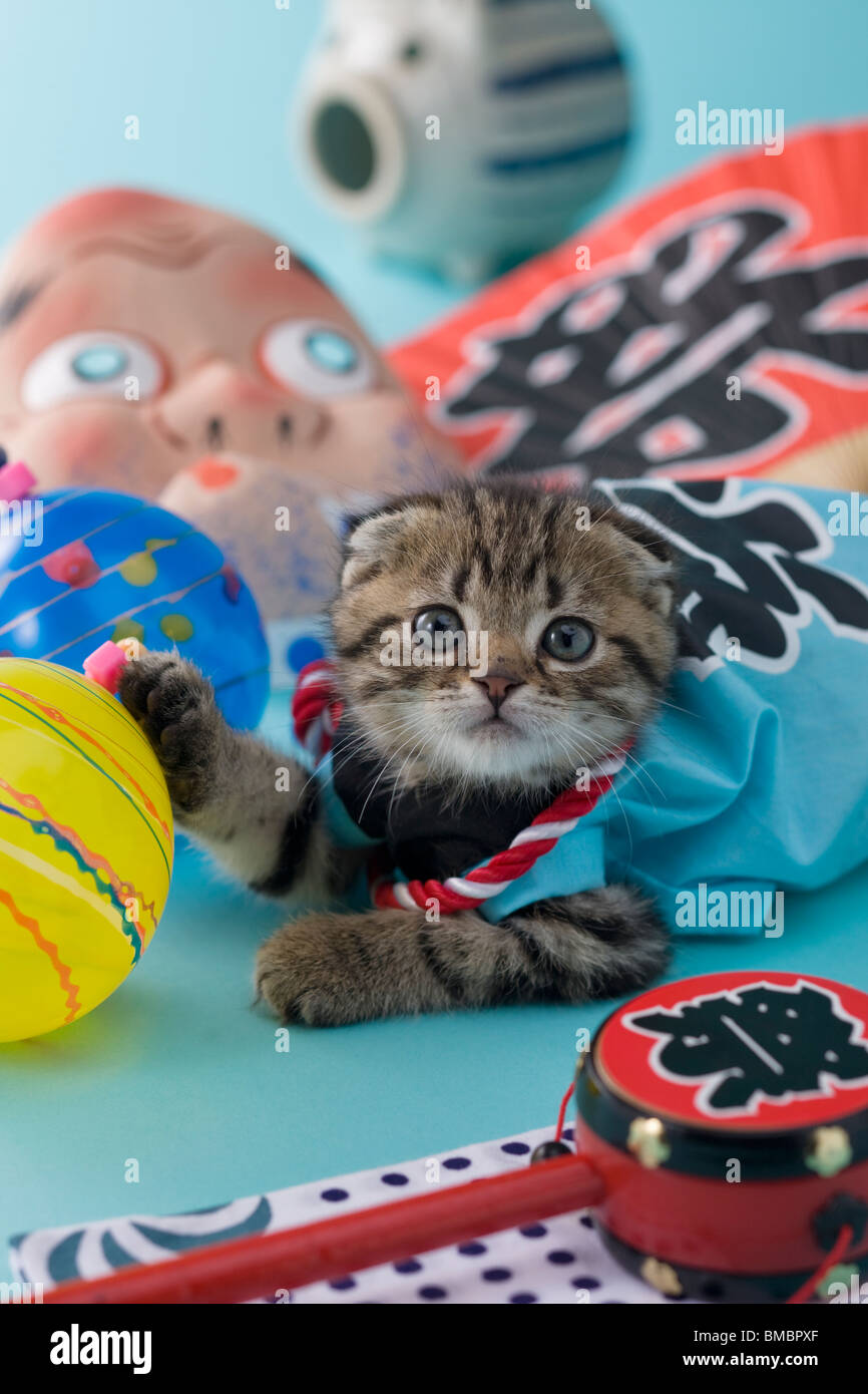 Scottish Fold Kätzchen und Sommerfest Stockfoto