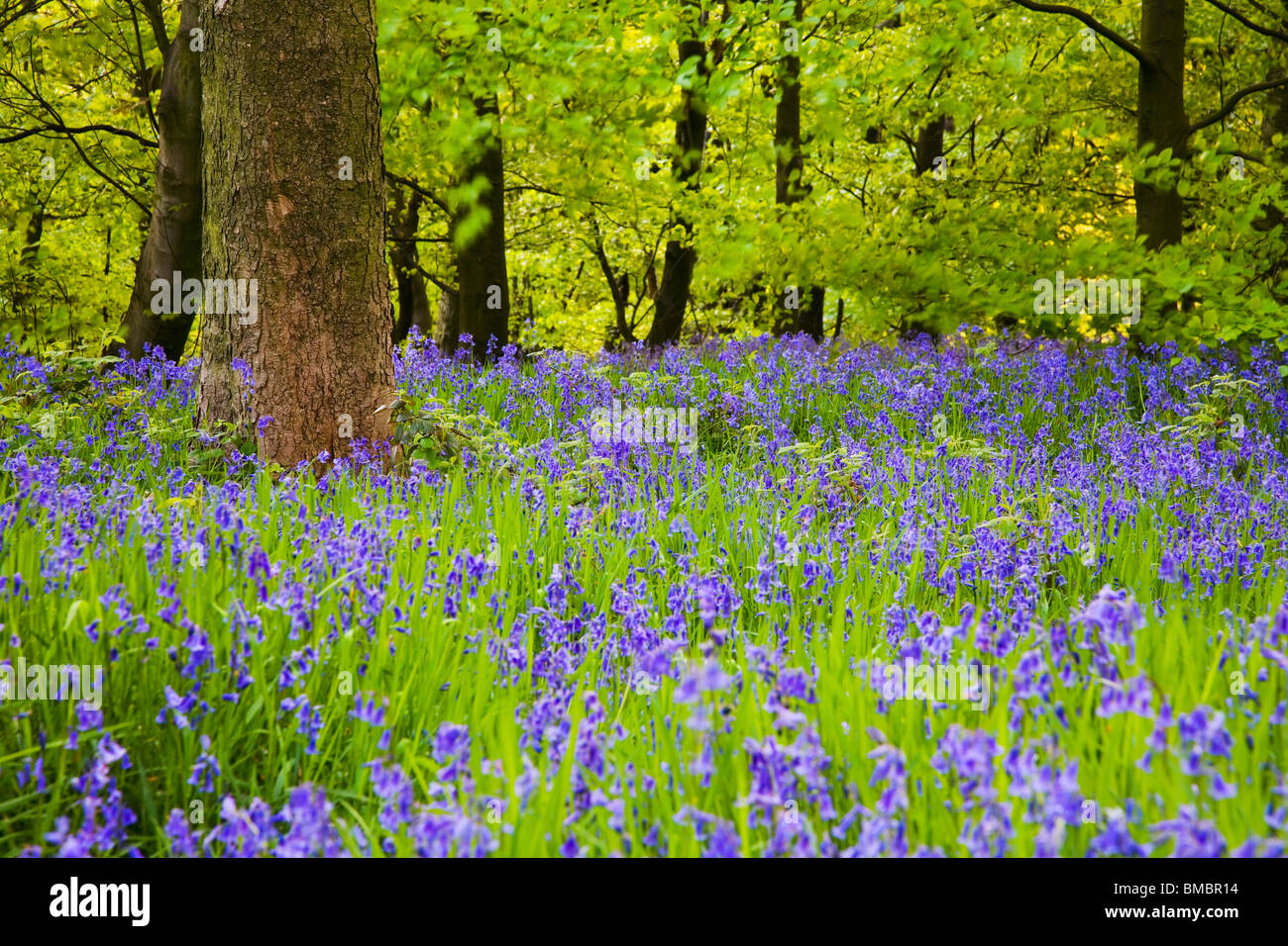 Glockenblumen in Wald im Frühjahr bei niedrigeren Hopton, Mirfield, West Yorkshire UK Stockfoto