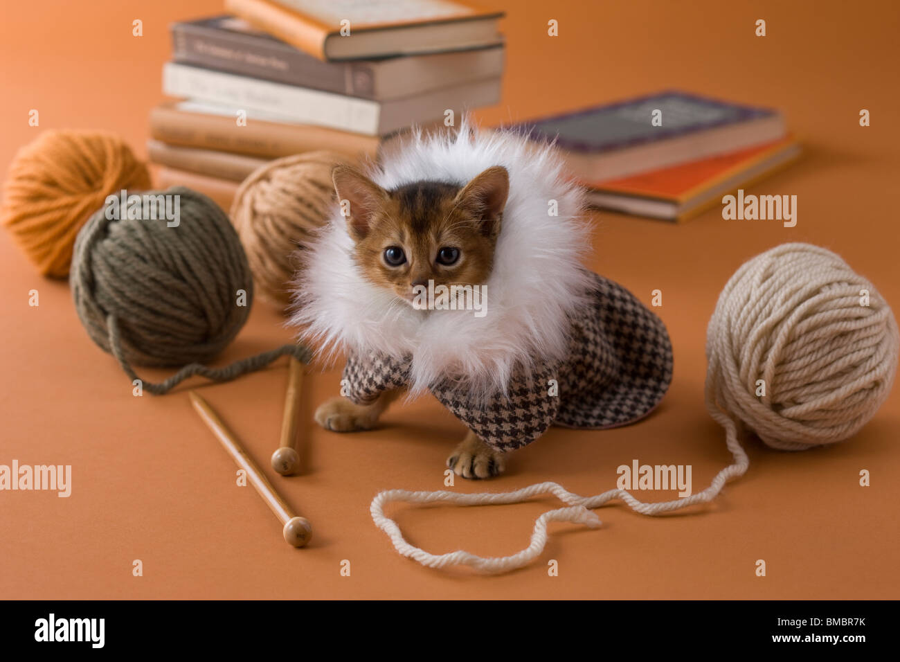 Abessinier Kitten und Garn stricken Stockfoto