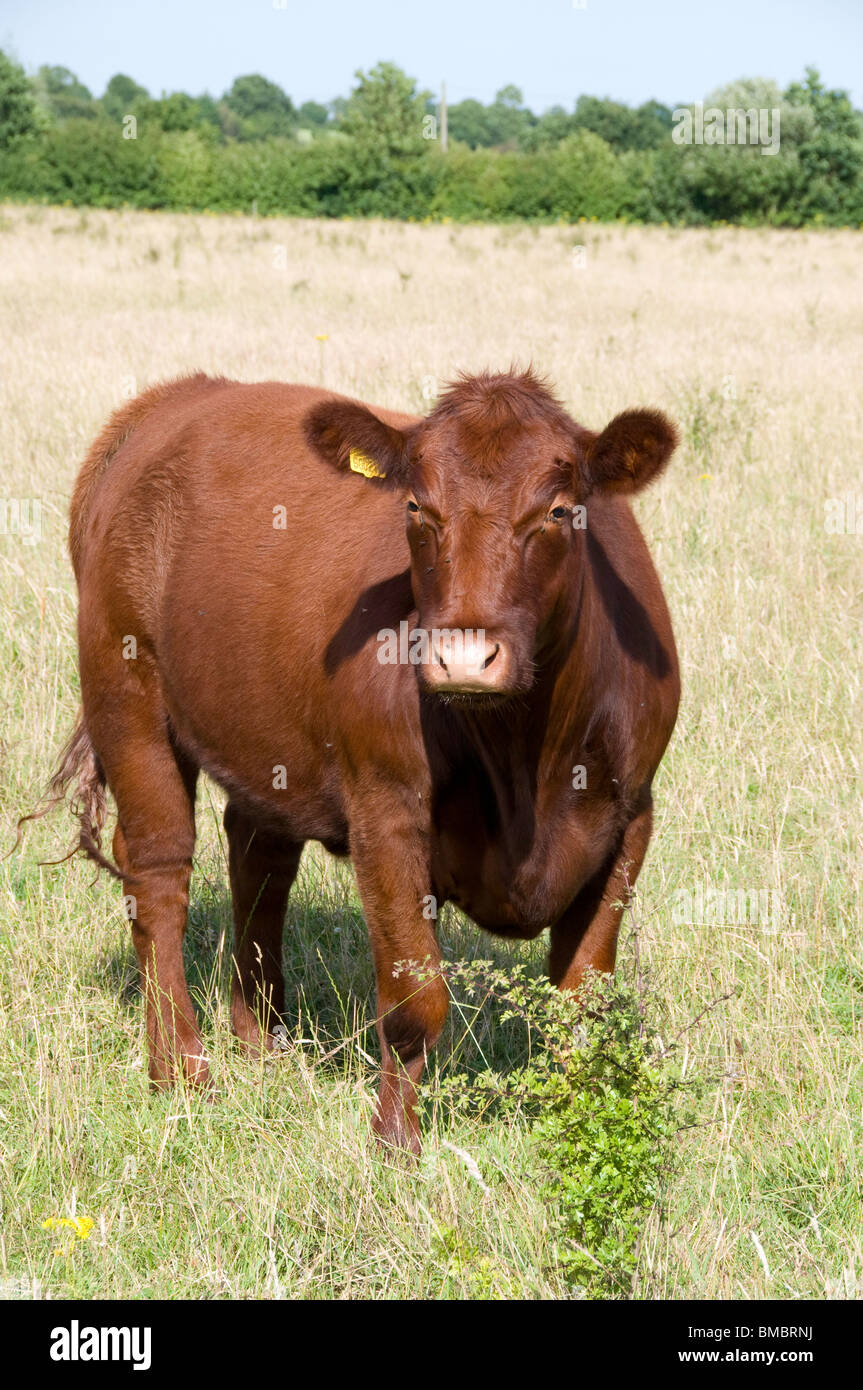 Lincoln-rote Kuh in einem Feld Stockfoto