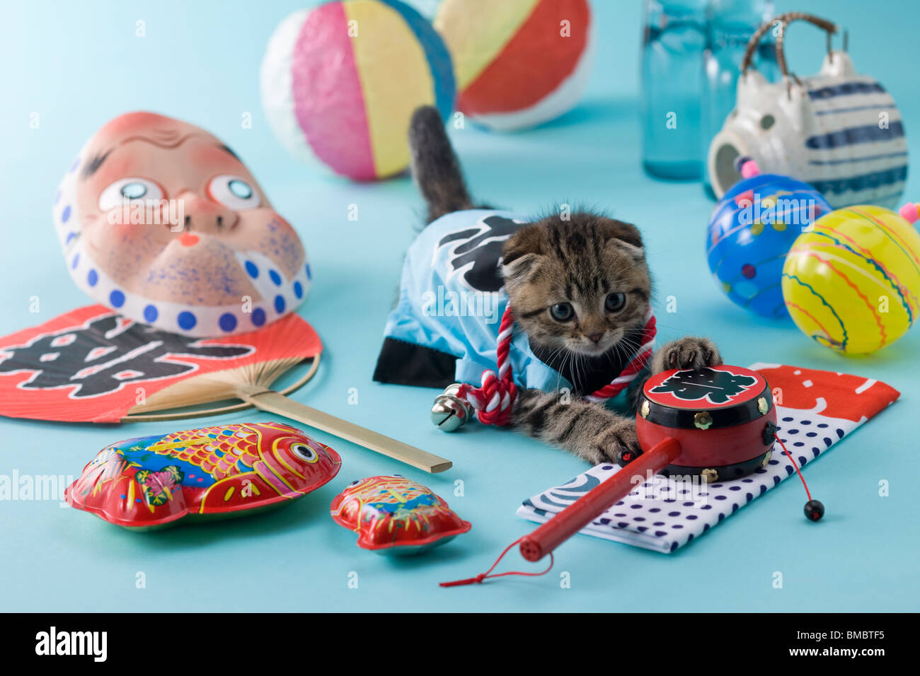 Scottish Fold Kätzchen und Sommerfest Stockfoto