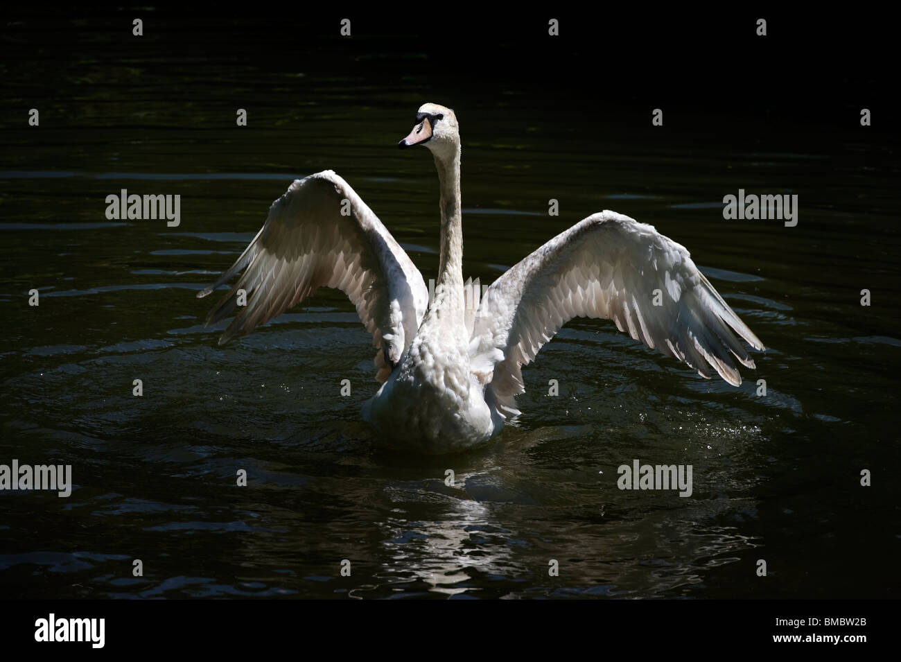 Ein Höckerschwan mit ausgebreiteten Flügeln Stockfoto