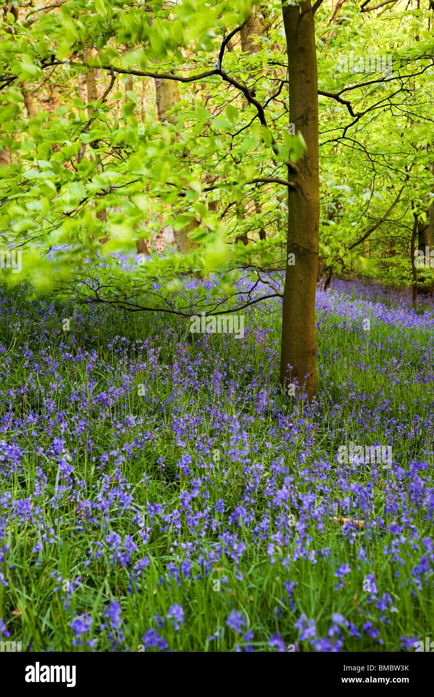 Glockenblumen in Wald im Frühjahr bei niedrigeren Hopton, Mirfield, West Yorkshire UK Stockfoto