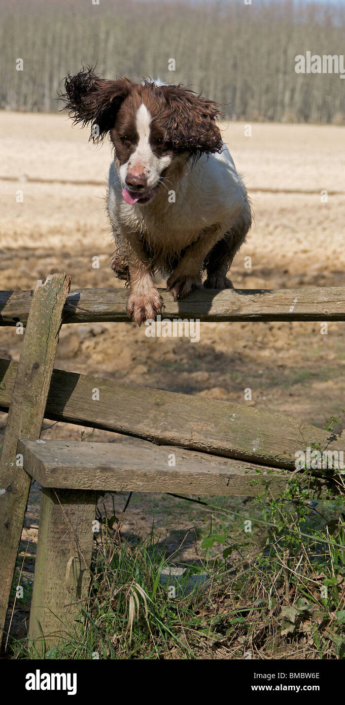 Ein Arbeitshund English Springer Spaniel Stockfoto