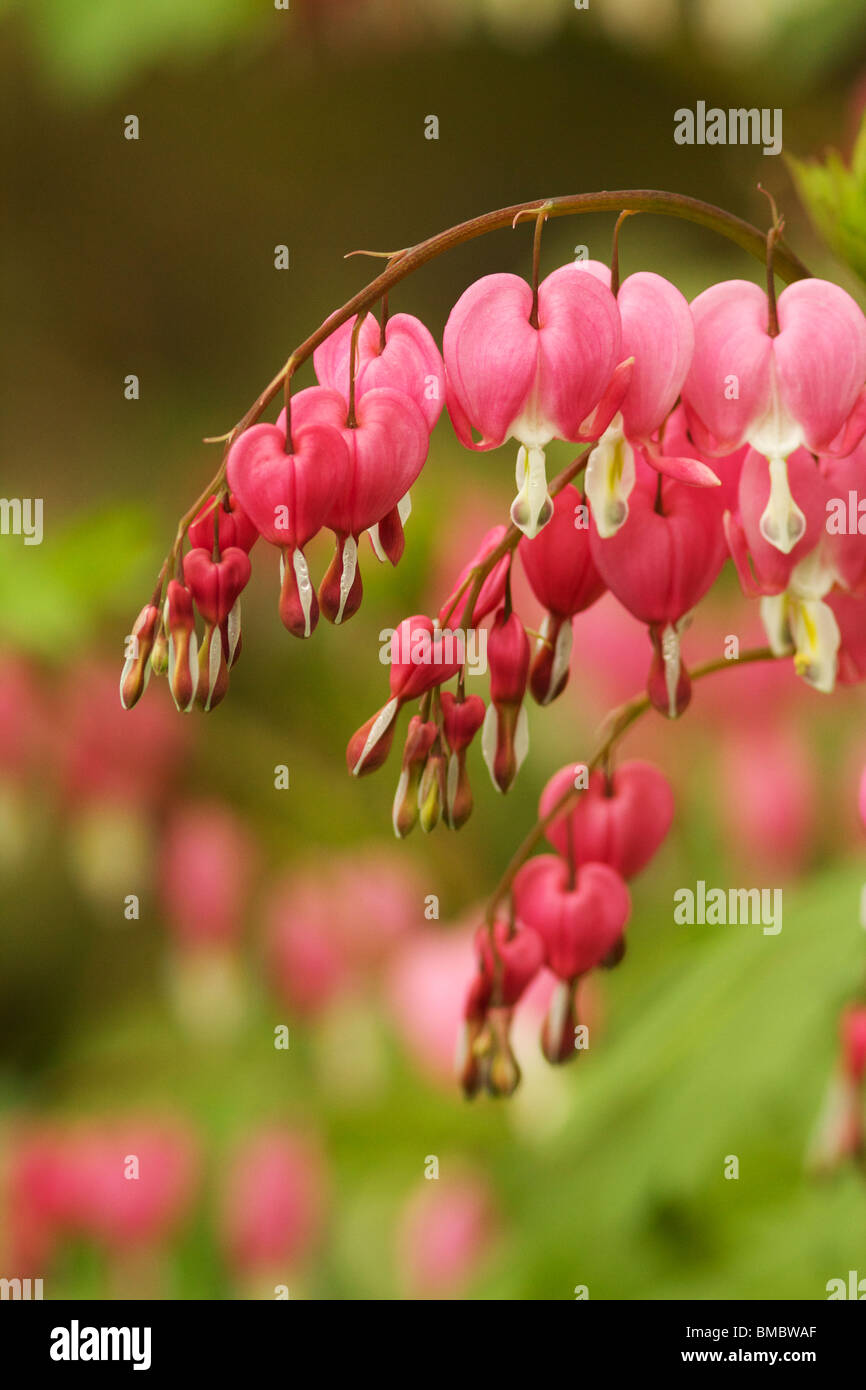 Tränendes Herz (Dicentra Spectabilis) Blumen. Stockfoto