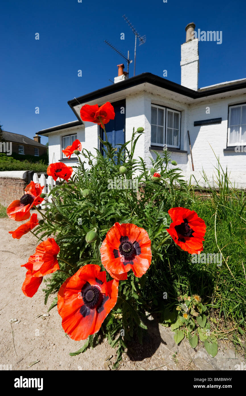 Große rote orientalische Mohnblumen auf einem Kanal Leinpfad außerhalb ein Schleusenwärter Hütte am Stocker Lock Rickmansworth HertsUK wachsen Stockfoto