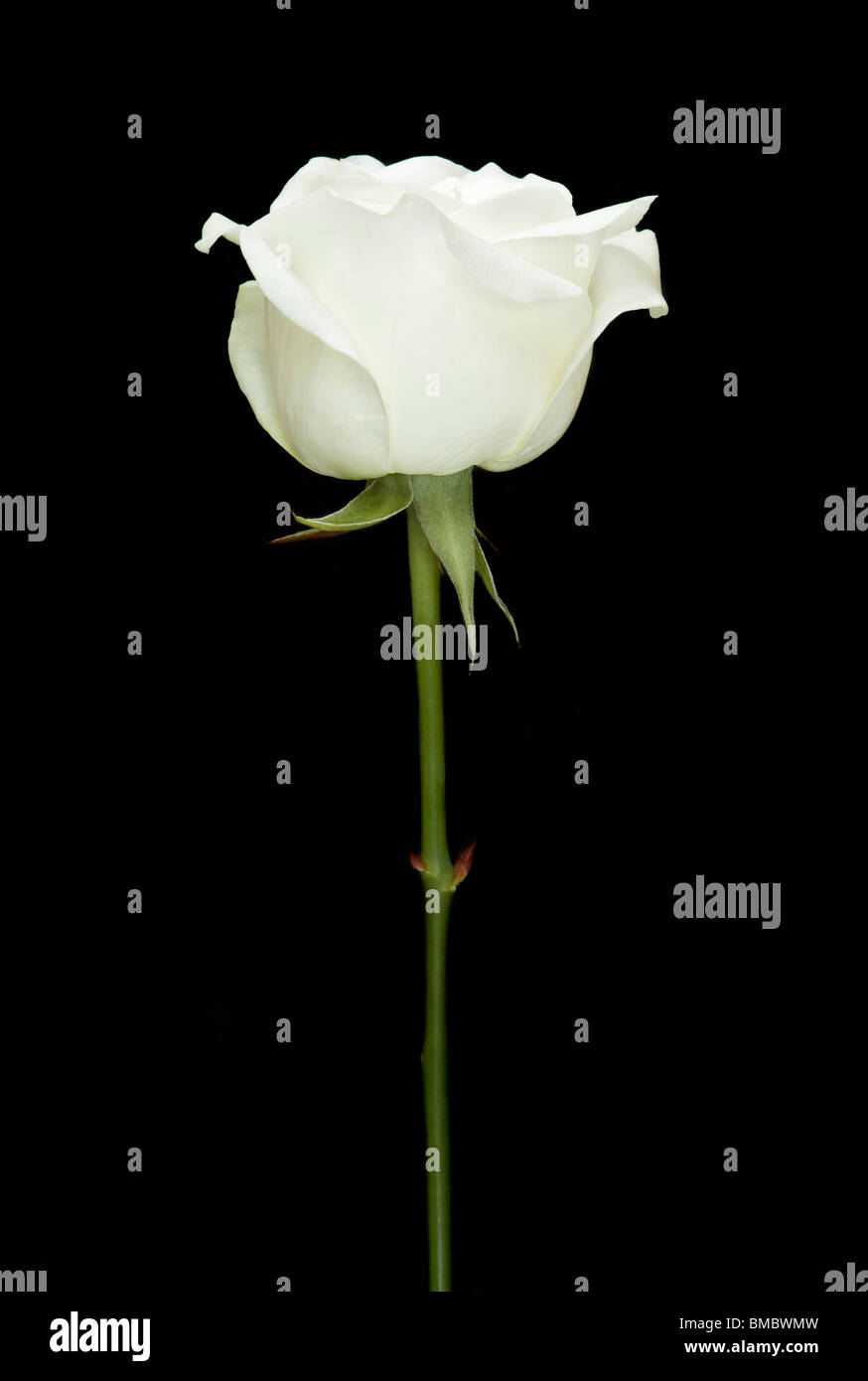 Einzelne weiße Rose-Stamm auf einem schwarzen Hintergrund Stockfotografie -  Alamy