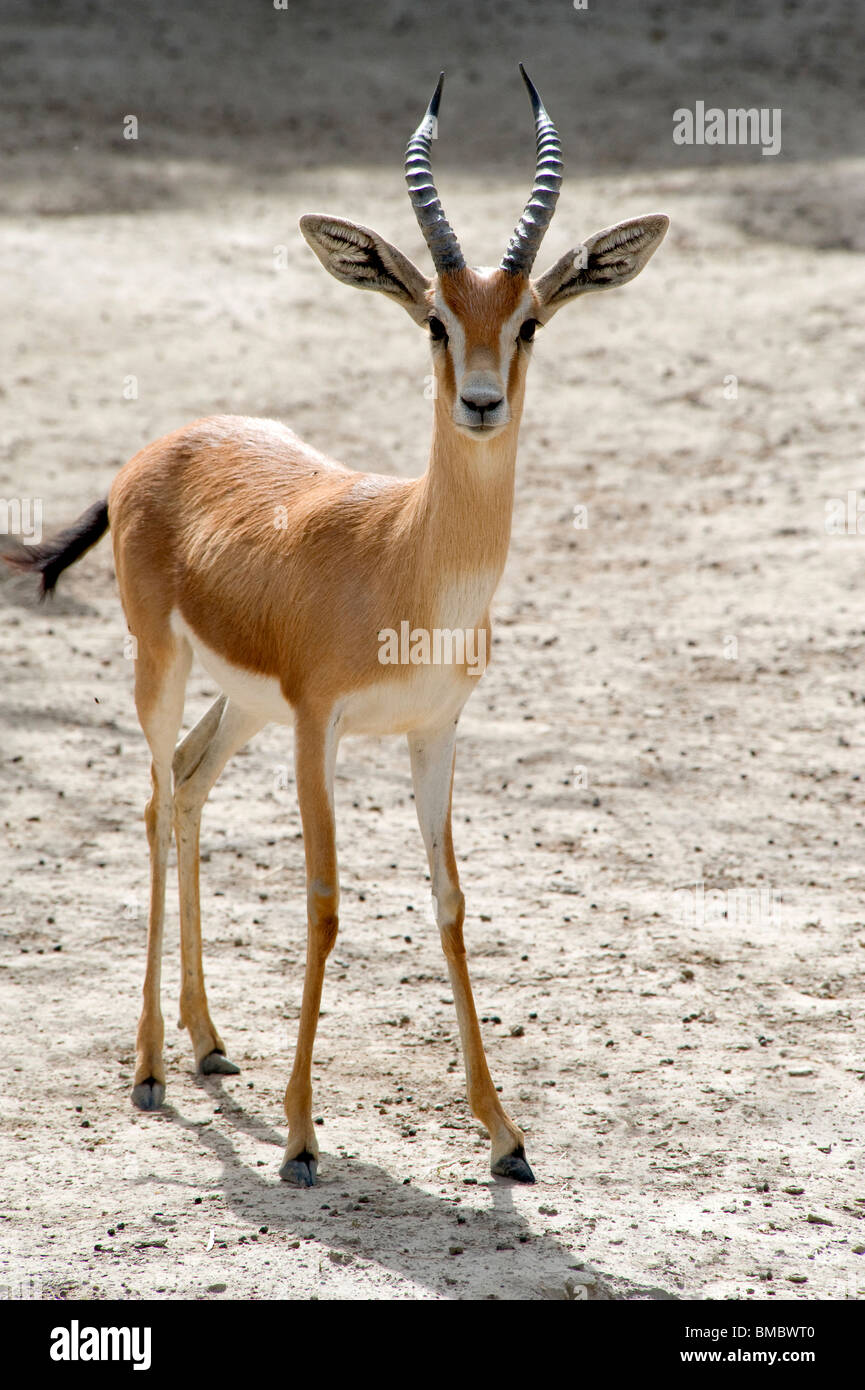 Dorcas Gazelle stehen in der Sonne Stockfoto