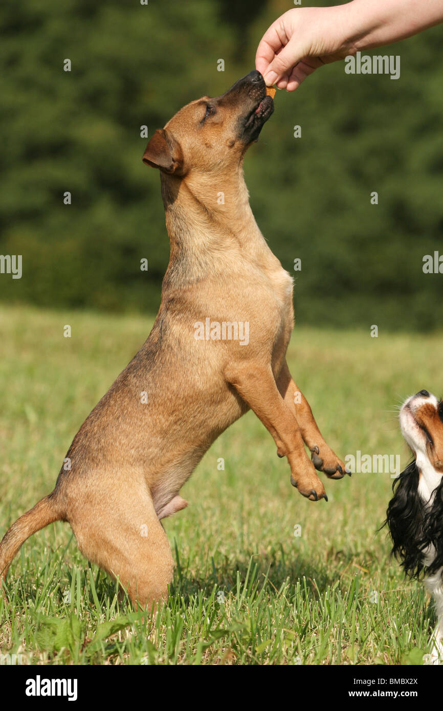 Hund Macht Männchen / Hund Stockfotografie Alamy