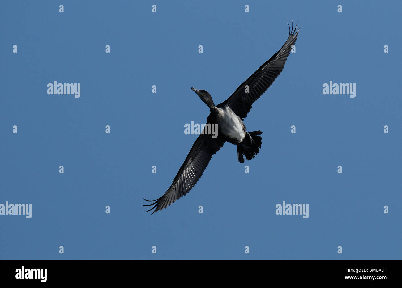 Kormoran im Flug Stockfoto