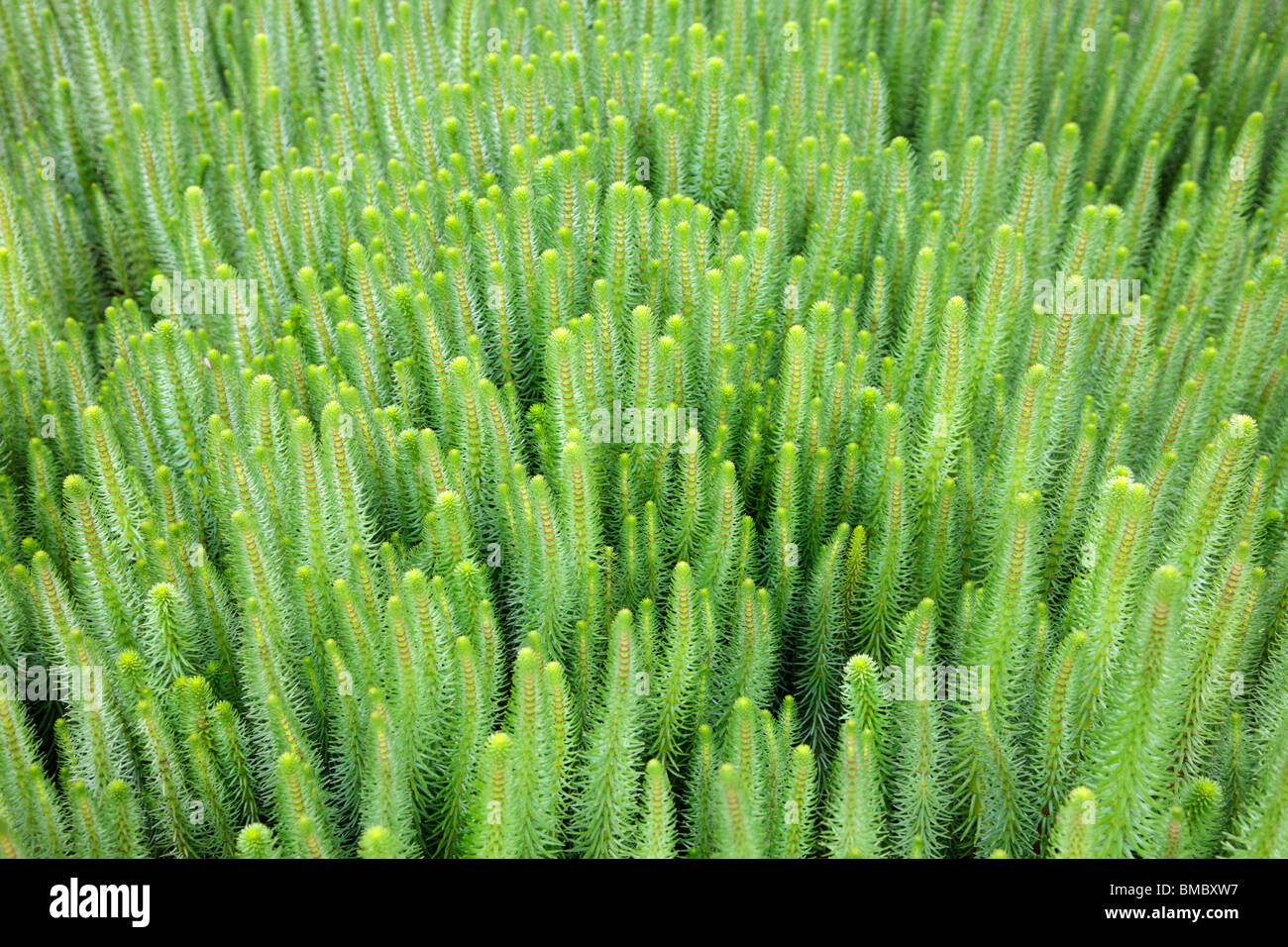 Hippuris Vulgaris gemeinsame Mare Tail Stockfoto