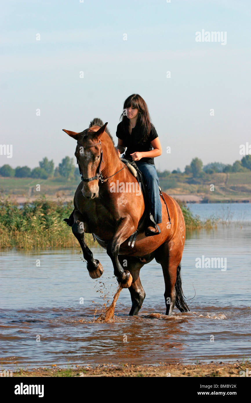 Pferd Steigt Auf Kommando / Aufzucht Pferd Stockfotografie - Alamy