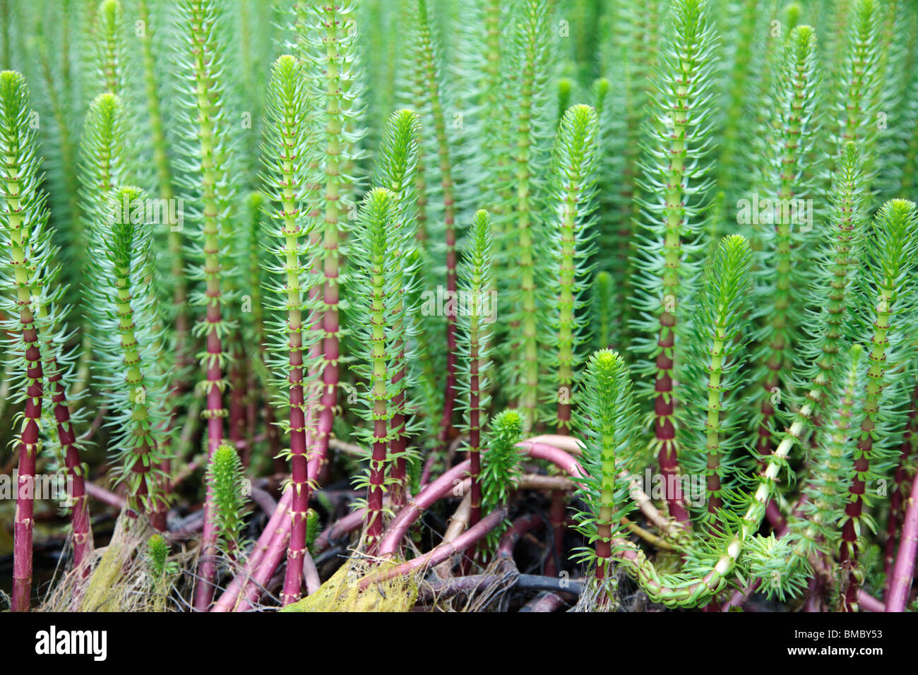 Hippuris Vulgaris gemeinsame Mare Tail Stockfoto