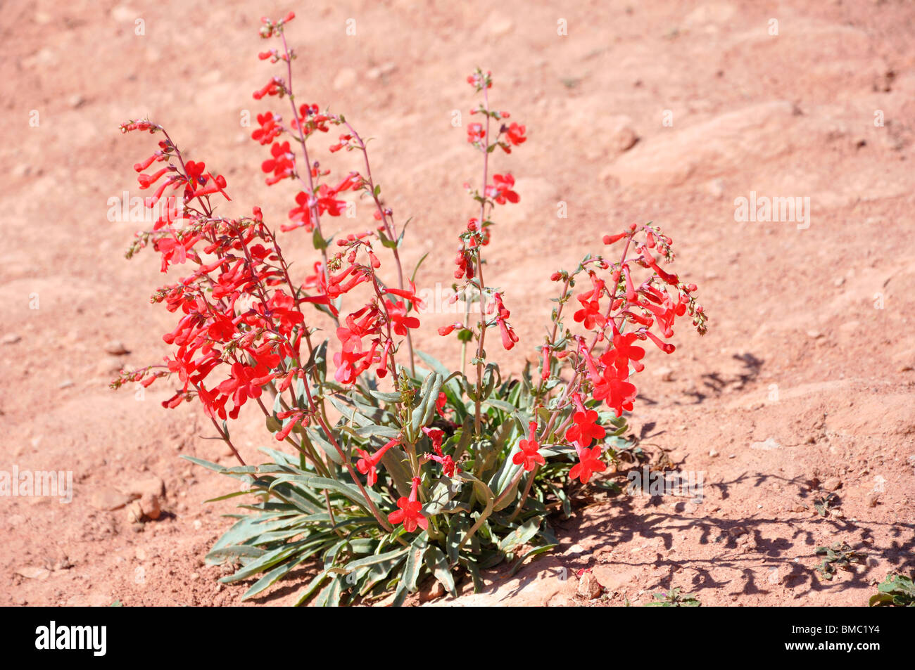 Eatons Penstemon (Scarlet-Bugler Penstemon) Blumen, Arches-Nationalpark, Utah, USA Stockfoto