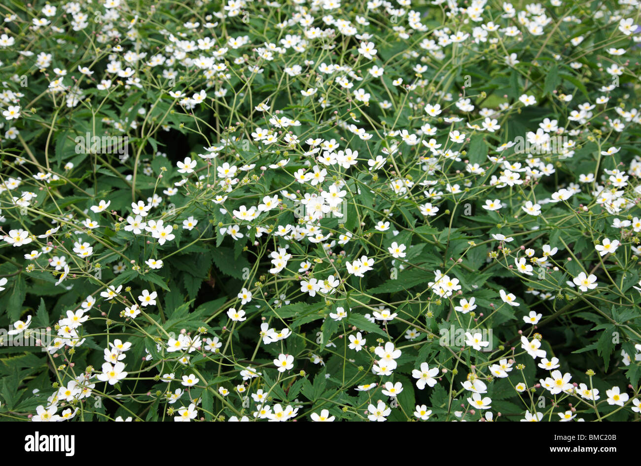 Ranunculus Aconitifolius Flore Pleno weiße Blüte Stockfoto