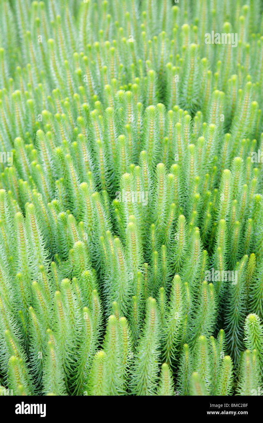 Hippuris Vulgaris Mare Tail Stockfoto