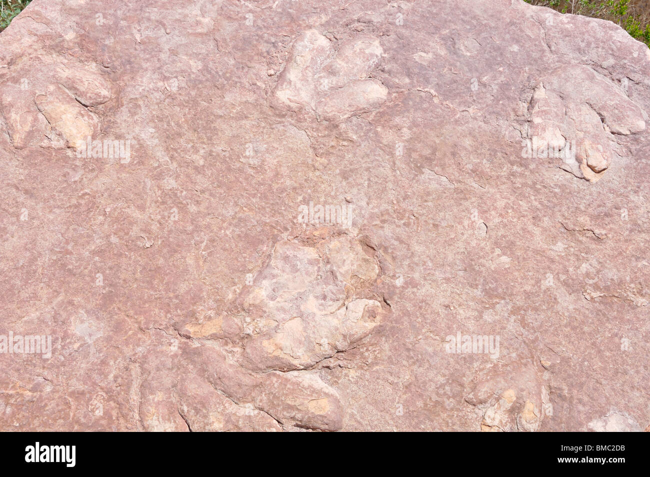 Dinosaurier Fußabdruck Stockfoto