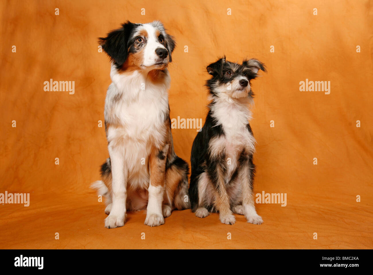 Australian Shepherd & Mischling / Australian Shepherd & Mischling Stockfoto