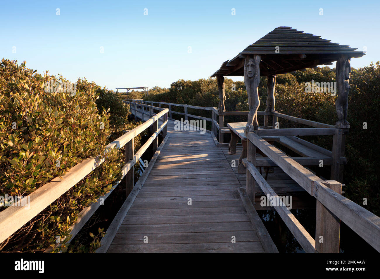 Bunbury Mangrove Vorstand zu Fuß durch weiße Mangroven (Avicennia Marina). Stockfoto