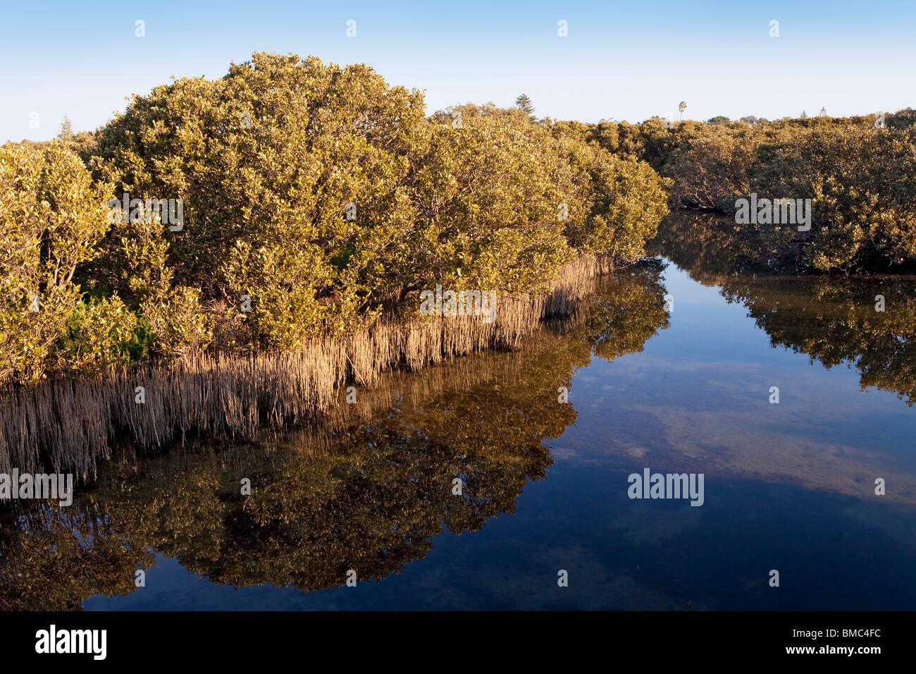 Weiß (aka grau) Mangrovensumpf (Avicennia Marina) in Bunbury, Western Australia Stockfoto