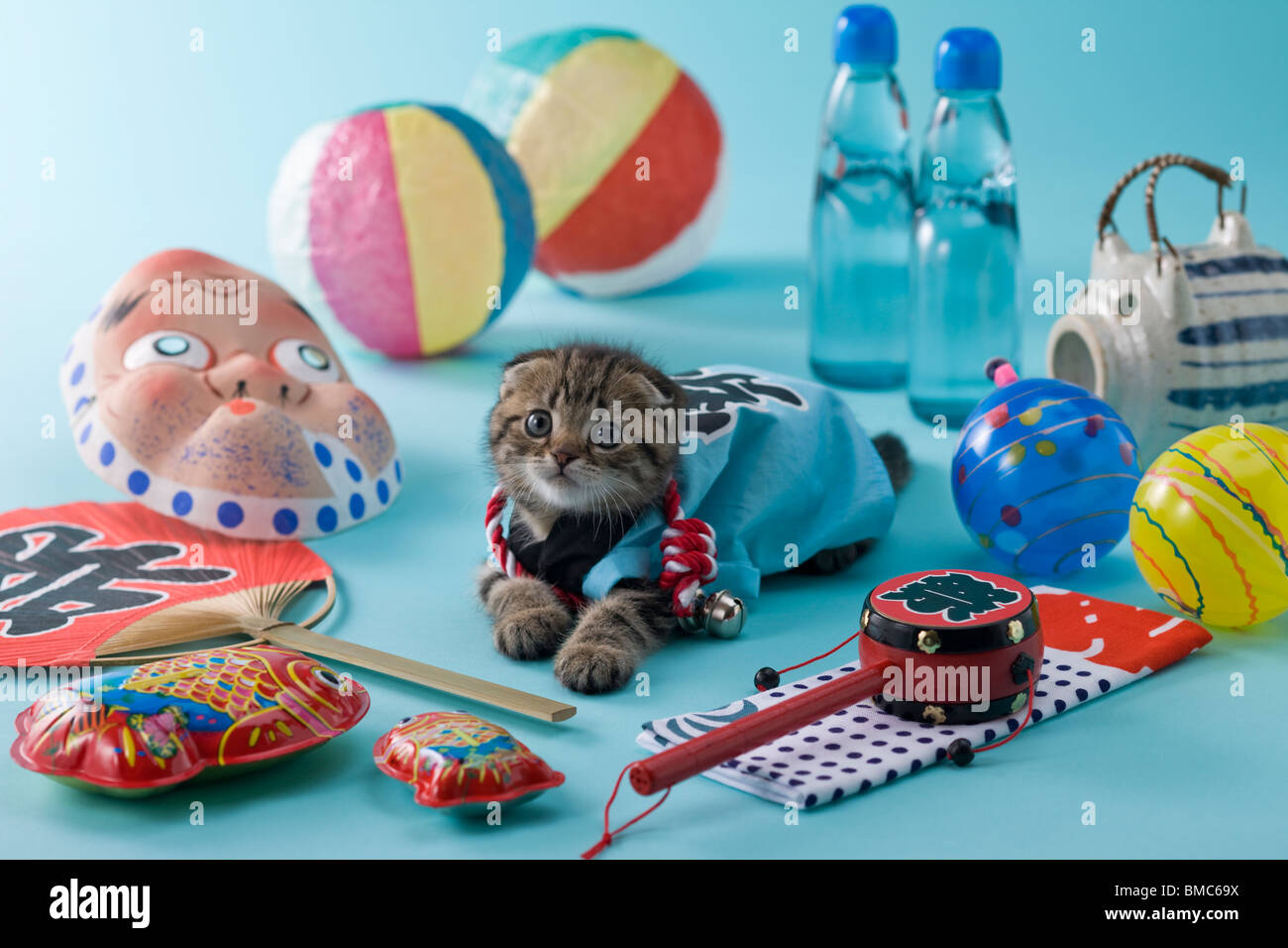 Scottish Fold Kätzchen und Sommerfest Stockfoto