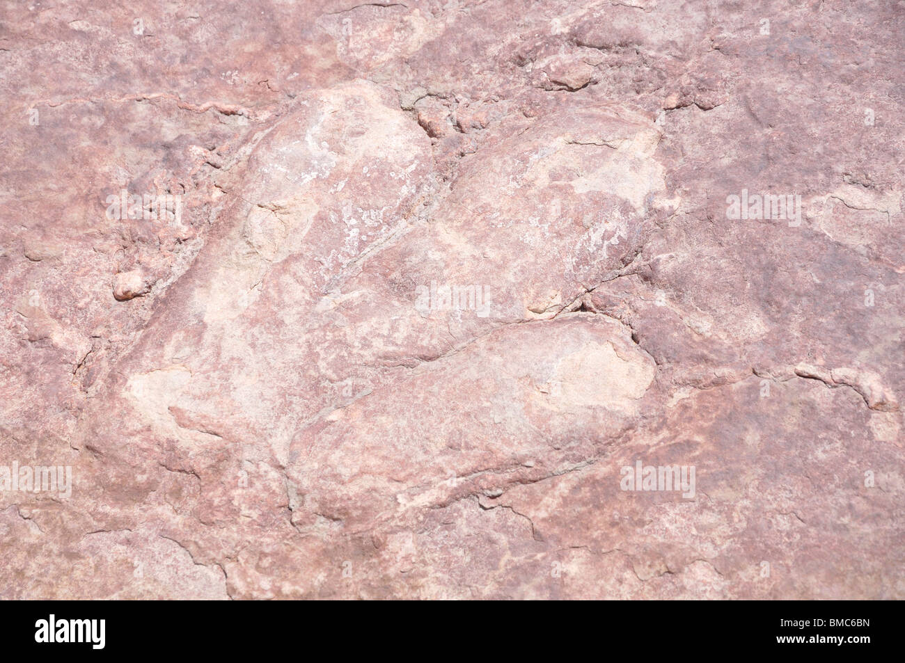 Dinosaurier Fußabdruck Stockfoto