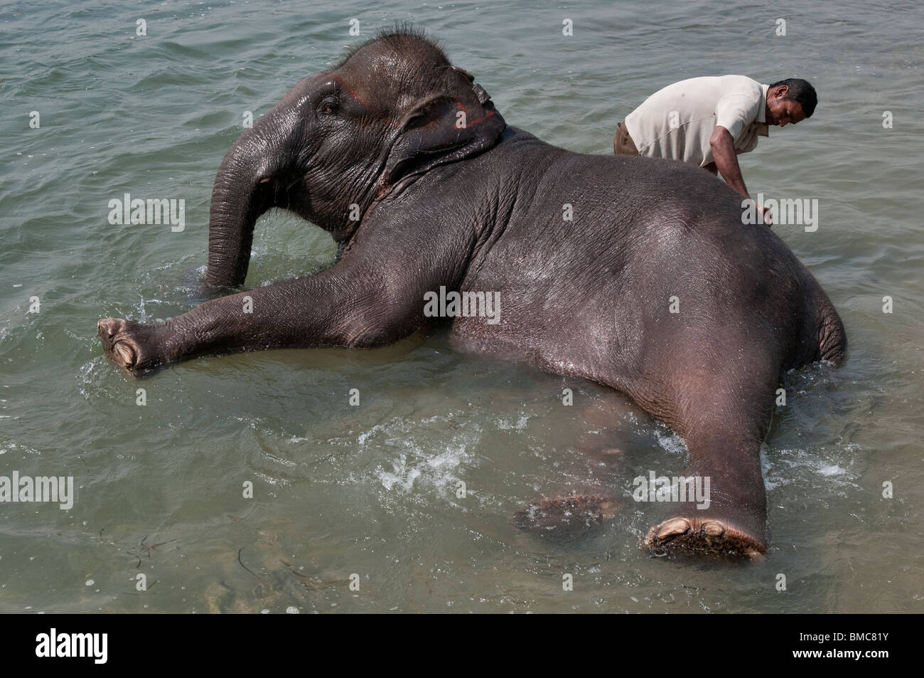 Nepalesische Elefanten Reiter waschen seinen Elefanten, Royal Chitwan Nationalpark, Nepal Stockfoto