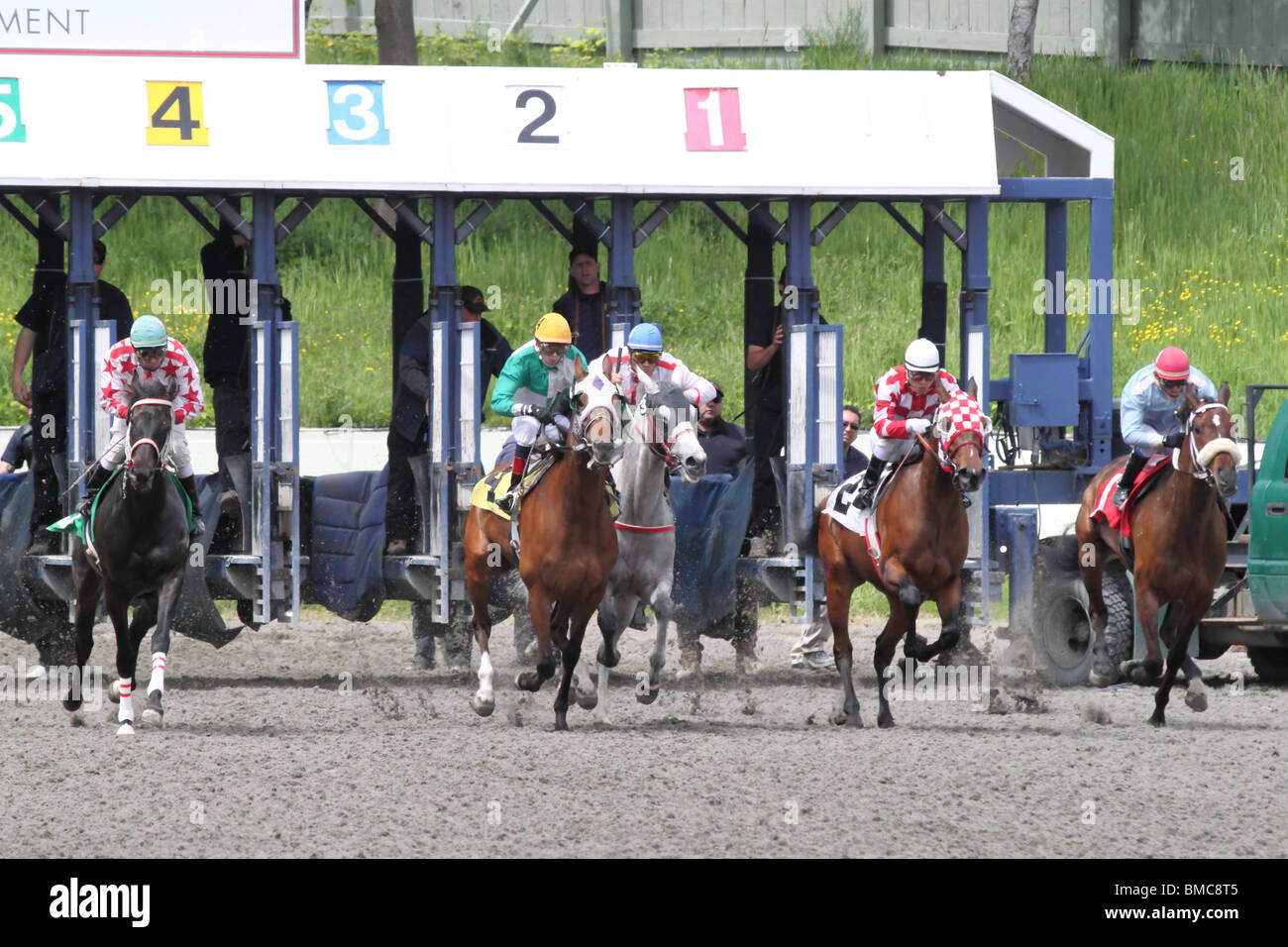 Rennpferde brechen aus dem Tor am Tag des Rennens Stockfoto